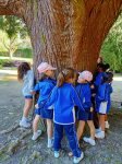 DA ÁRBORE AO BOSQUE - 1º PRIMARIA